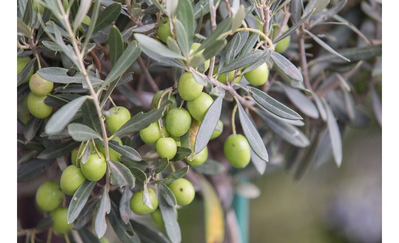 Campaña del Olivar 2025/26: innovación, rendimiento y confianza con Oleo-Mac